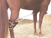 Breeding Hobbles Hock Strap for Small Mares - 542S-403